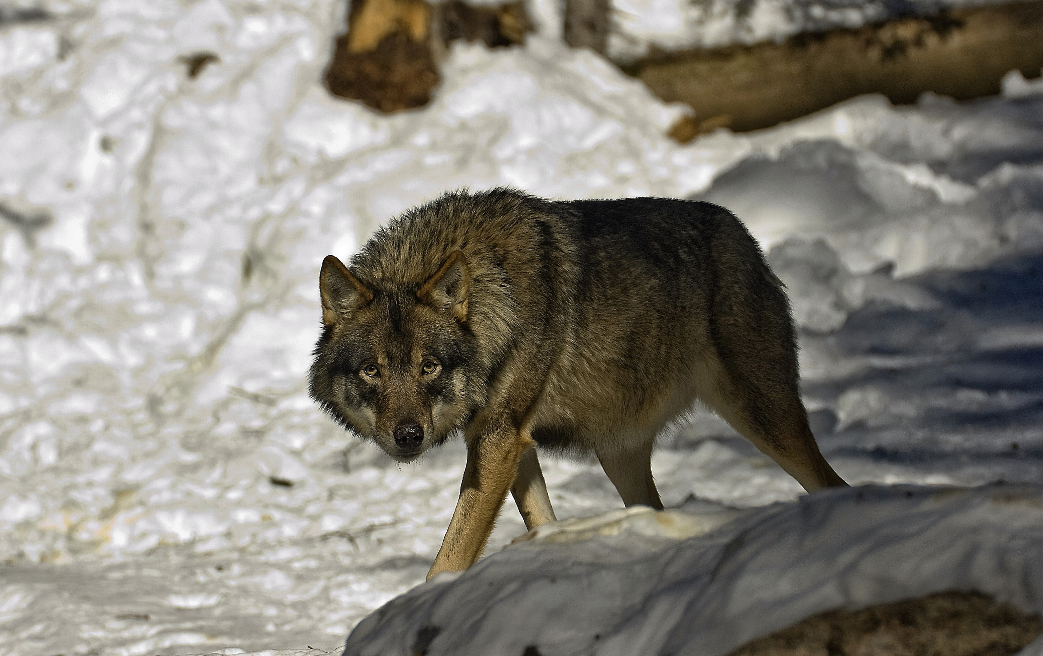 loup mercantour