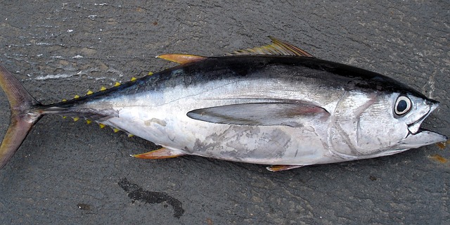 thunnus ga063e551e 640